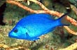 Blue Hamlet Fish